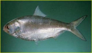 Tradisi Semah Terubuk